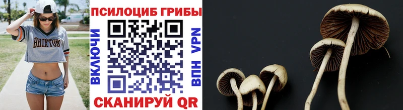 Псилоцибиновые грибы Cubensis  Уссурийск 